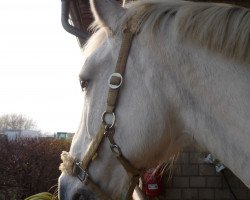 broodmare Fasera (Brandenburg, 1988, from Falkenstein)