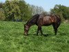 dressage horse Iberio's Krack (Hanoverian, 2014, from Inliner)