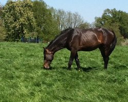 dressage horse Iberio's Krack (Hanoverian, 2014, from Inliner)