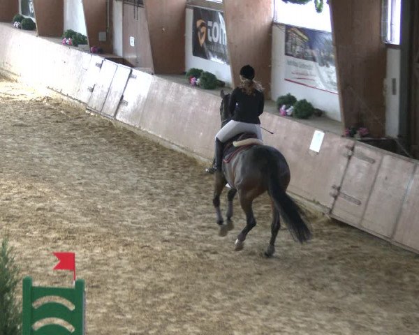 Reitturnier Bad Salzuflen 2019