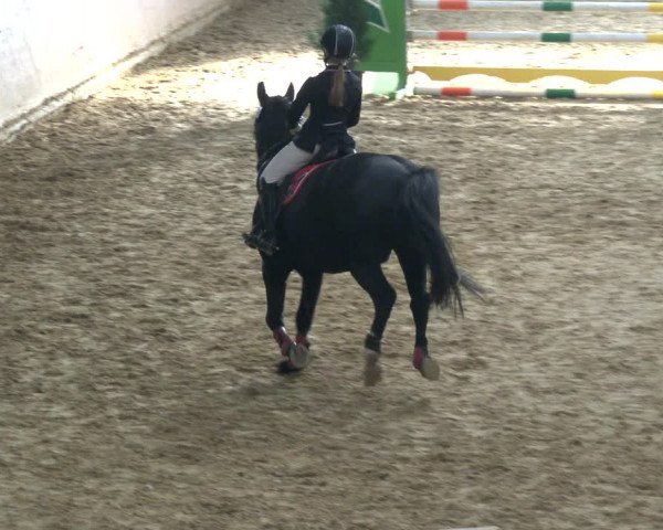 Reitturnier Bad Salzuflen 2019