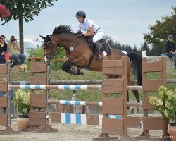 dressage horse Illeburger (Oldenburg show jumper, 2009, from Incolor)