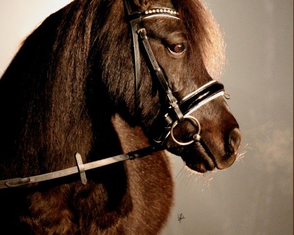 Pferd Moses (Shetland Pony,  )