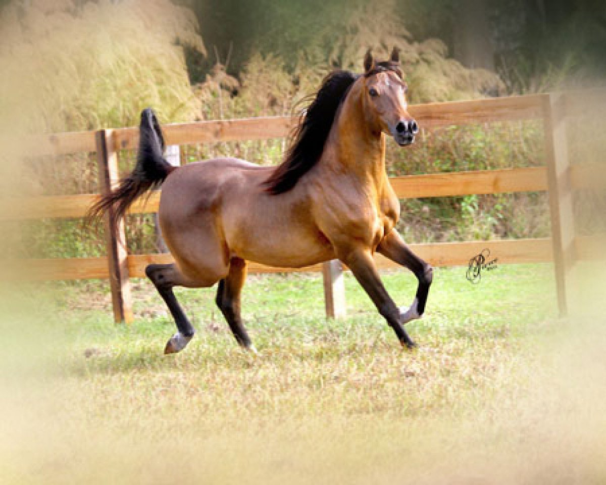 stallion Padrons Psyclone (Arabian purebred,  , from Padrons Psyche 1988 ox)