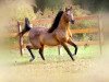 stallion Padrons Psyclone (Arabian thoroughbred,  , from Padrons Psyche 1988 ox)