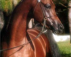 stallion Versace (Arabian thoroughbred,  , from Fame VF ox)