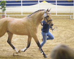 dressage horse Pfahlershof Aramis (German Riding Pony, 2013, from Arongo N)