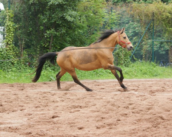 broodmare Felicitas (German Riding Pony, 1996, from Mangold)