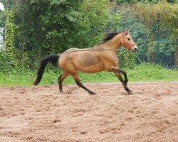 broodmare Felicitas (German Riding Pony, 1996, from Mangold)