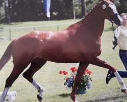 horse Quelle Belle R (Hannoveraner, 2013, from Quaterhall)