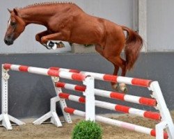 Springpferd Odis van de Groenheuvel (Belgisches Reitpony, 2010, von Kadans van de Groenheuvel Dh)