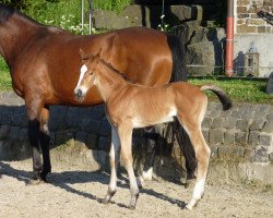 Springpferd Quiwi (Oldenburger Springpferd, 2016, von Quiwi Dream)