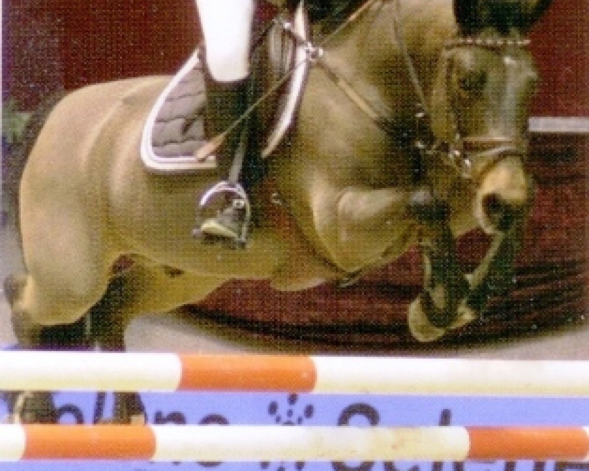 stallion Polsbury Pajero (New Forest Pony, 1996, from Marlino)