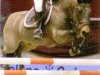 stallion Polsbury Pajero (New Forest Pony, 1996, from Marlino)
