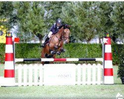 horse Fidel van de Vrombautshoeve (Belgian Riding Pony, 2001, from Shining Starr Aristo)