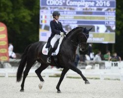 dressage horse Goerklintgaards Dublet (Danish Warmblood, 2003, from Diamond Hit)