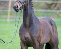 dressage horse Silwino (Oldenburg, 2011, from Silberschmied)