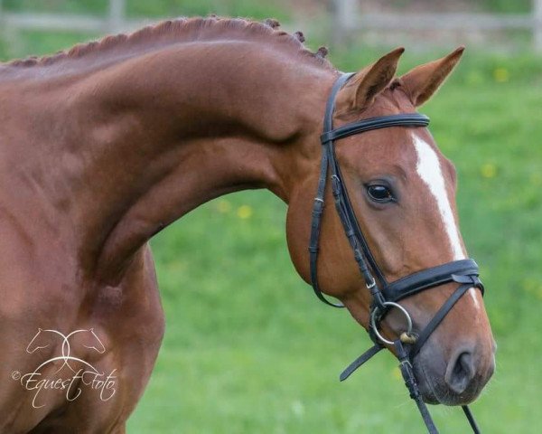 dressage horse Quineur (Oldenburg, 2012, from Quasar noir)