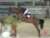 broodmare Thekla 22 (Oldenburg, 2009, from Check In 2)