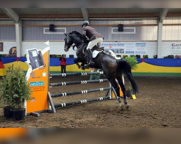 horse Felicitas (German Sport Horse, 2004, from Pius)