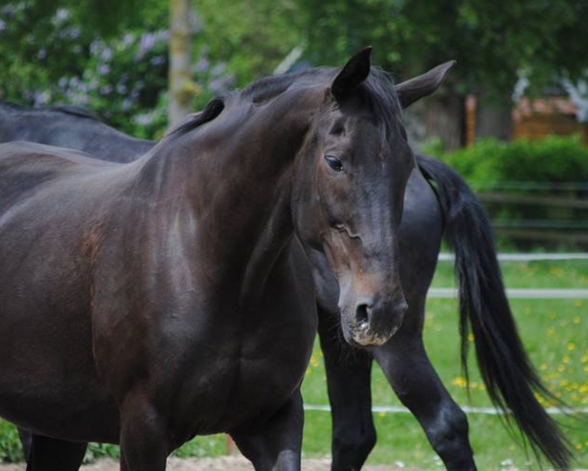 broodmare M India la Douce (Hanoverian,  , from Metternich)