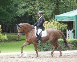 dressage horse Levinia 10 (Württemberger, 2006, from Leviathan)