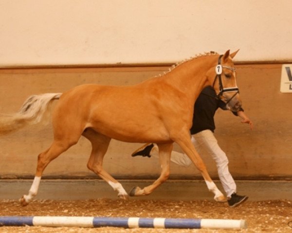 dressage horse Nizza BEVS (German Riding Pony, 2012, from Diors Daikiri)