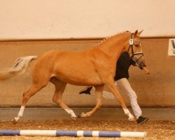 Dressurpferd Nizza BEVS (Deutsches Reitpony, 2012, von Diors Daikiri)