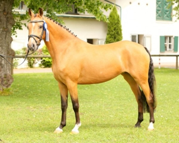 dressage horse Capricciosa BEVS (German Riding Pony, 2012, from Diors Daikiri)