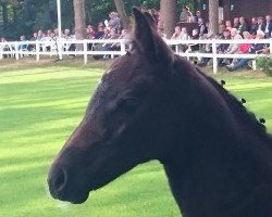 broodmare Vienna (Hanoverian, 2016, from Viscount 22)