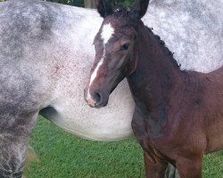 broodmare Diarada B. (Hanoverian, 2016, from Diacontinus)