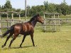 dressage horse La Felice 3 (Hanoverian, 2010, from Lauries Crusador xx)