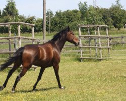 dressage horse La Felice 3 (Hanoverian, 2010, from Lauries Crusador xx)