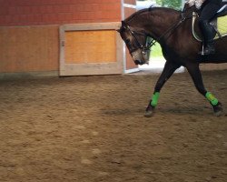 dressage horse Windhills Heavens Glow (Connemara Pony, 1995, from Chiltern Thunderburst)