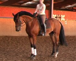 dressage horse Magic Maxwell (Oldenburg, 2001, from Münchhausen)