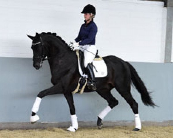 stallion Swatador (Hanoverian, 2012, from Swarovski)