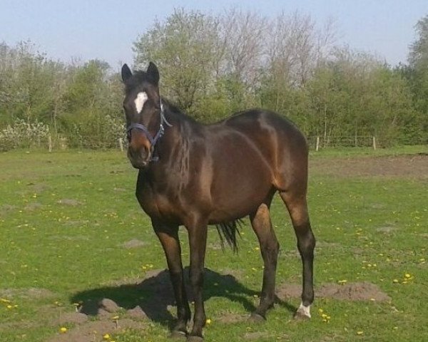 broodmare Avensis xx (Thoroughbred, 1999, from Final Appearance xx)