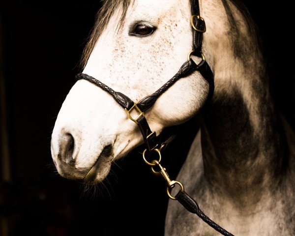 stallion Asphalon (German Warmblood, 2007, from Amenophis xx)