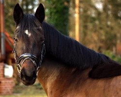 Springpferd Molly Malone Ixes (Deutsches Reitpony, 2011, von Duncan 86)