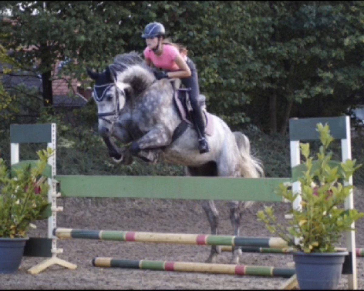 Springpferd Lennox Levisonn (Hannoveraner, 2012, von Levisonn 208 FIN)