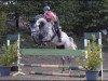 jumper Lennox Levisonn (Hanoverian, 2012, from Levisonn 208 FIN)