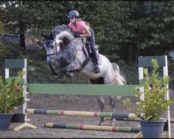 jumper Lennox Levisonn (Hanoverian, 2012, from Levisonn 208 FIN)