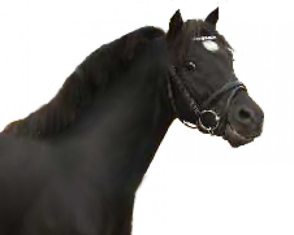 Deckhengst Black Edition R (Welsh Pony (Sek.B), 2012, von Black Diamond)