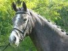 Springpferd Classic Candira J (Deutsches Reitpony, 2012, von Classic Dancer I)