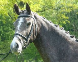 jumper Classic Candira J (German Riding Pony, 2012, from Classic Dancer I)