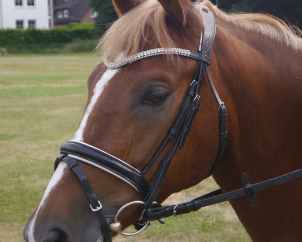 dressage horse Tivio 5 (German Riding Pony, 2009, from Top Gun I)