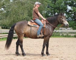 horse Sallernane King (Connemara Pony, 2009, from Maam Hero)