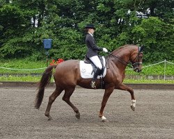 dressage horse RS Carestini (Westphalian, 2007, from Carenzo)