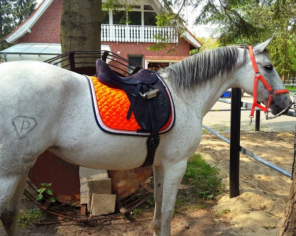 dressage horse Peluca 2 (Pura Raza Espanola (PRE), 2006)