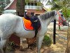 dressage horse Peluca 2 (Pura Raza Espanola (PRE), 2006)